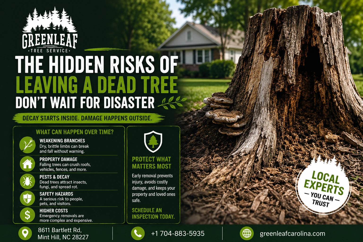 the hidden risk of leaving a dead tree