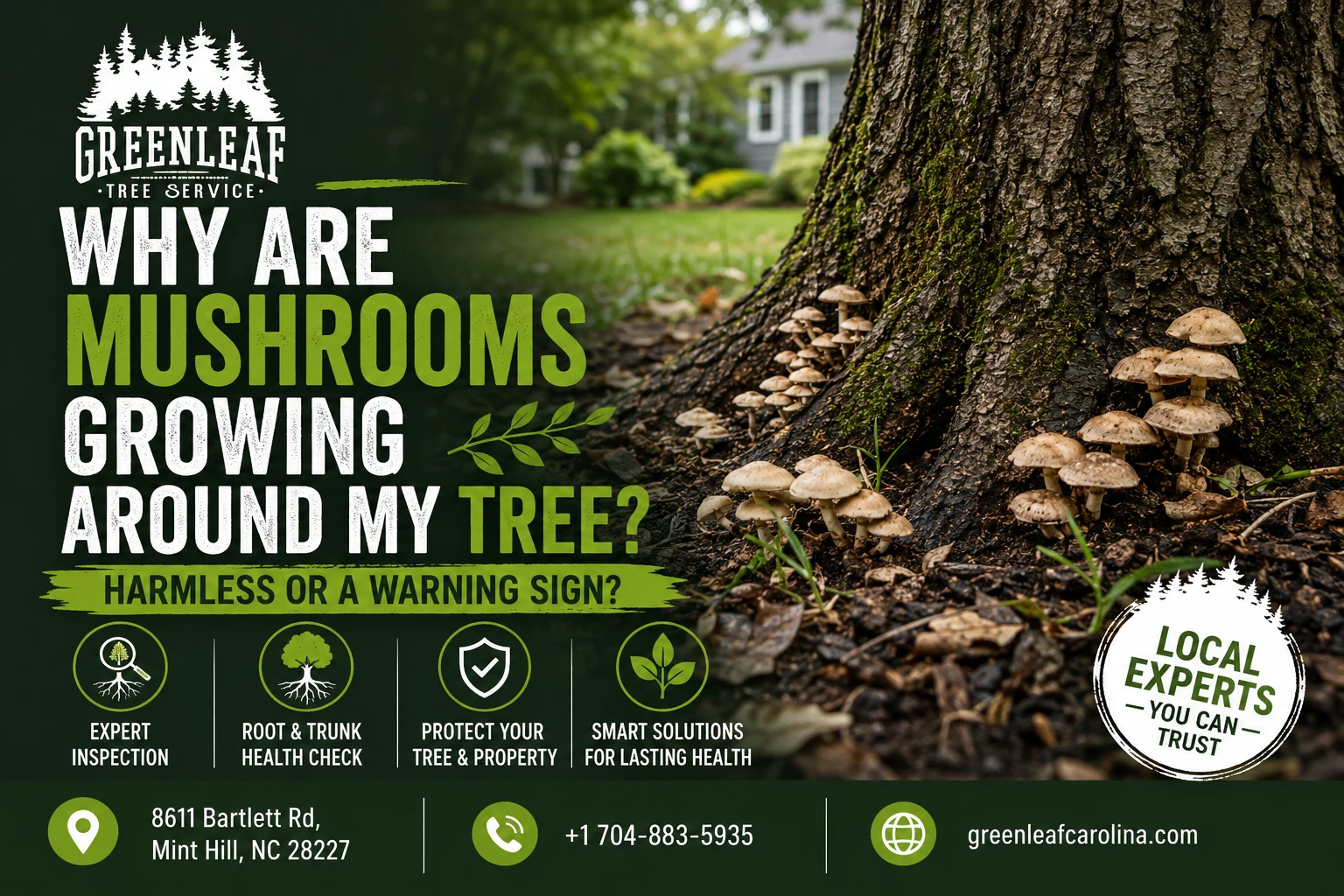 Why Are Mushrooms Growing Around My Tree?