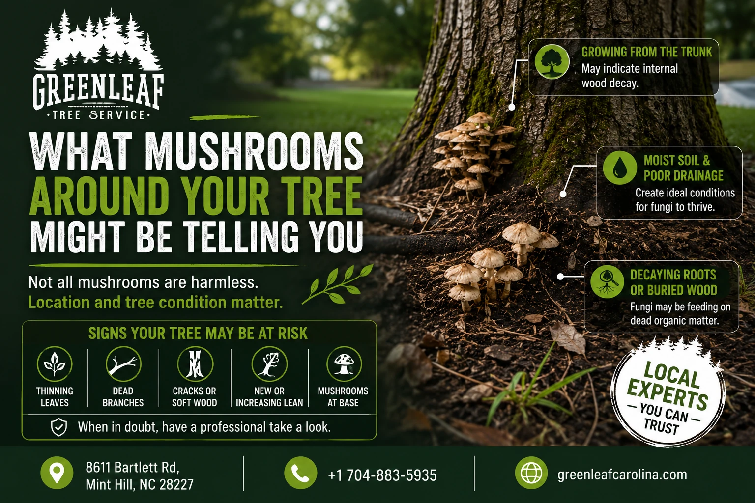what mushrooms around your tree might be telling you