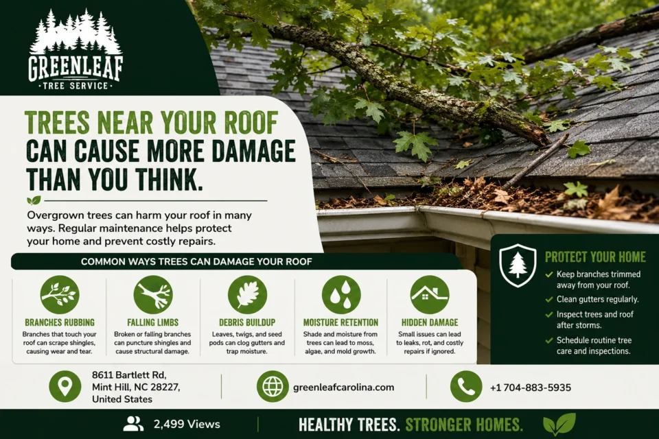 Can Overgrown Trees Damage Your Roof?