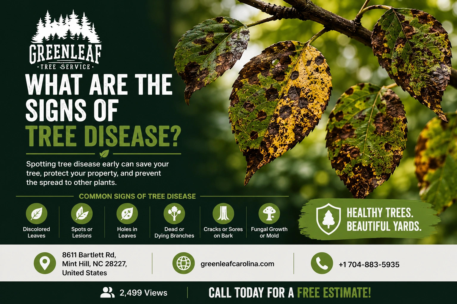 What Are the Signs of Tree Disease?