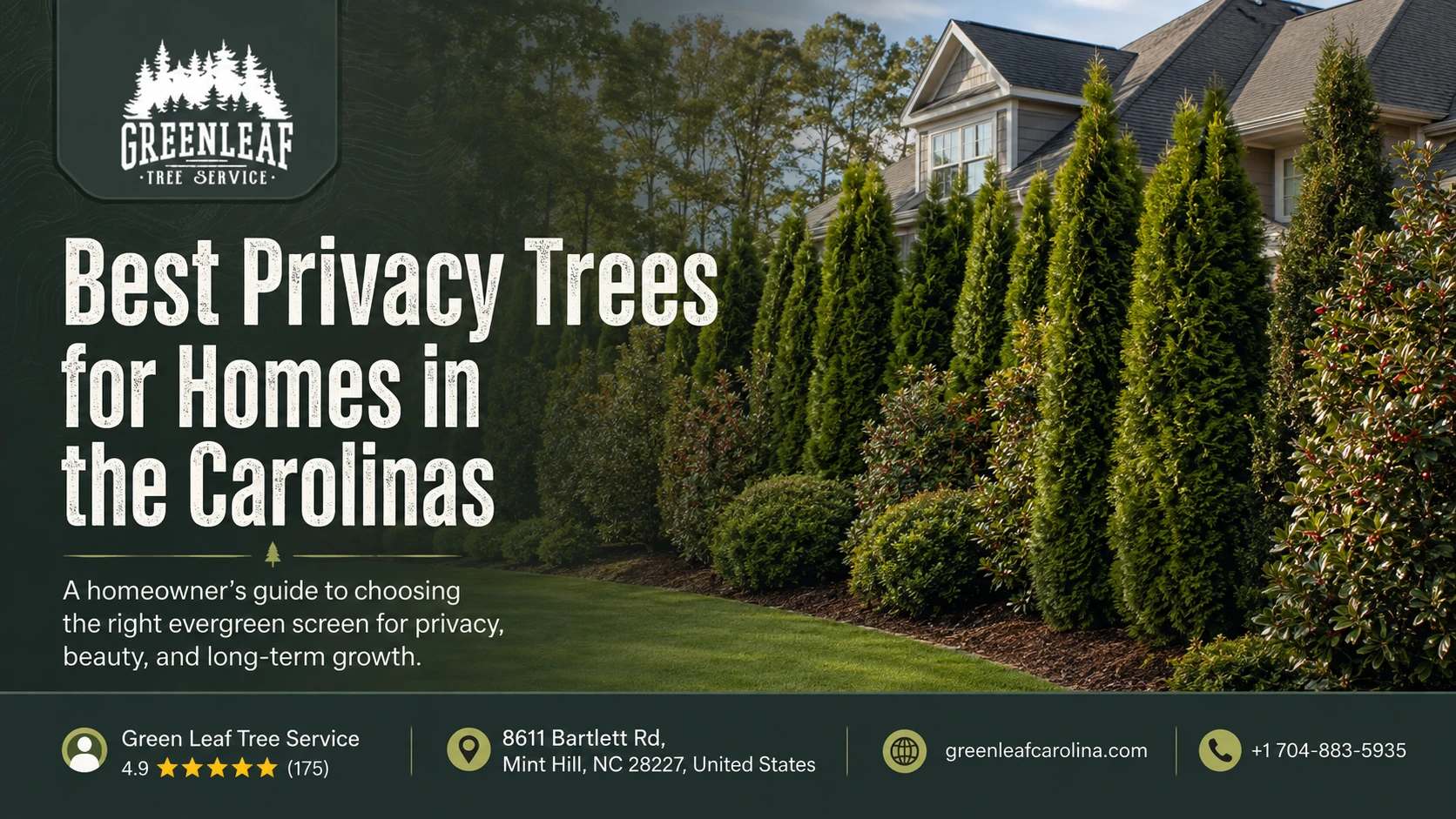 Best Privacy Trees for Homes in the Carolinas