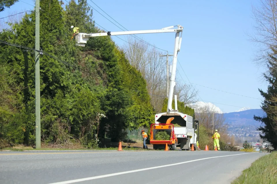 Roadside Tree Pruning
