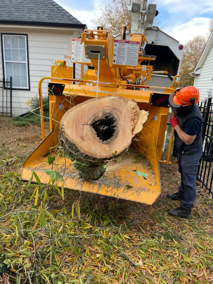 Tree Removal Clean up Tree chipper feeding