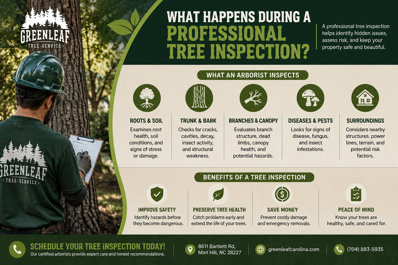 Professional Tree Inspection: What to Expect & Benefits