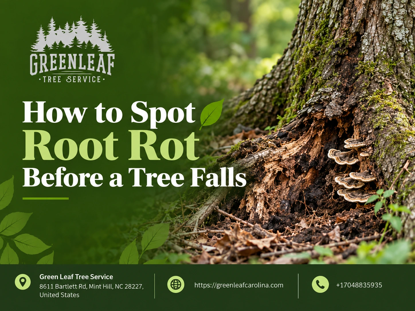 how to spot root rot before a tree falls