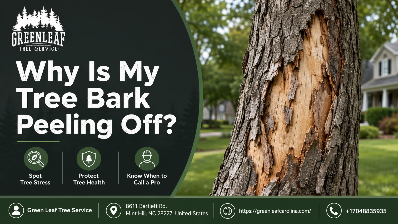 Why Is My Tree Bark Peeling Off?
