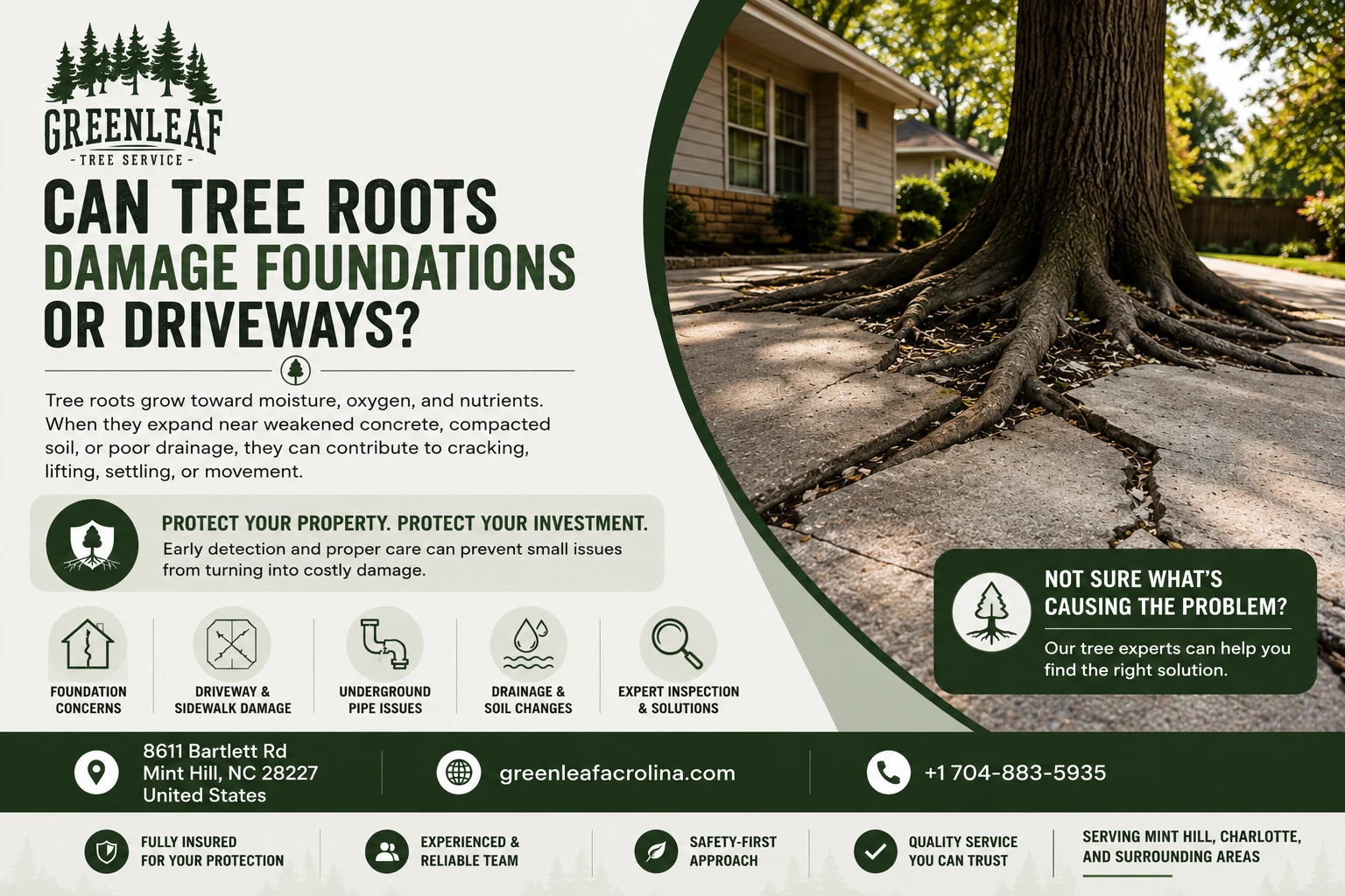 Can Tree Roots Damage Foundations or Driveways? | Expert Guide