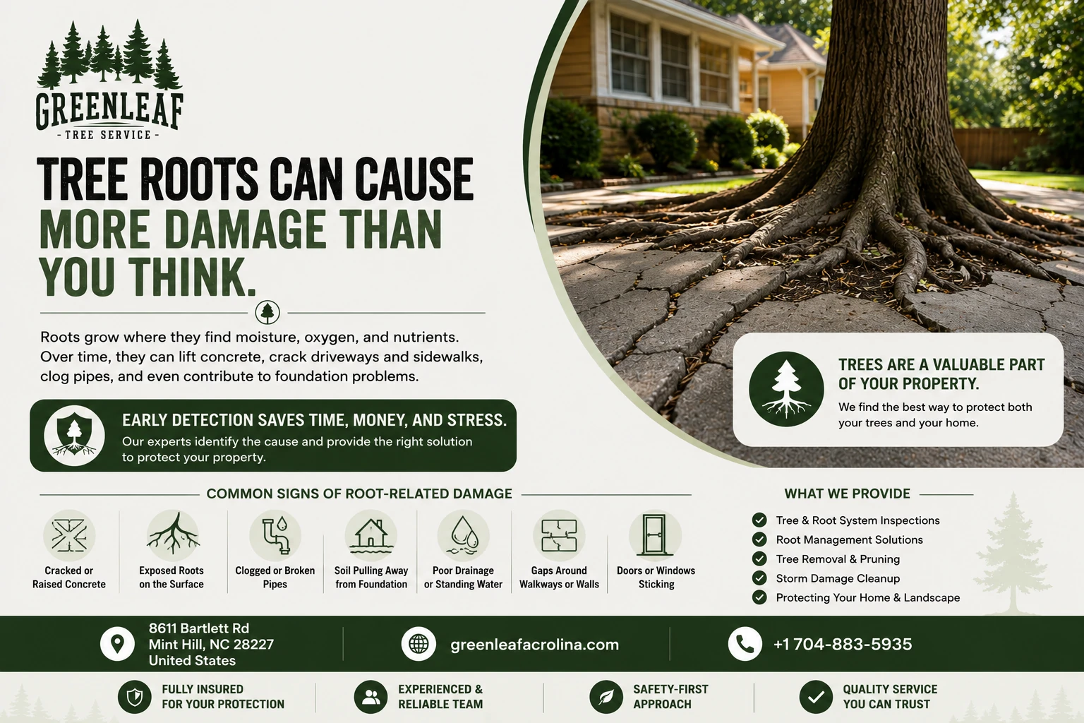 Tree roots can damage more than you think