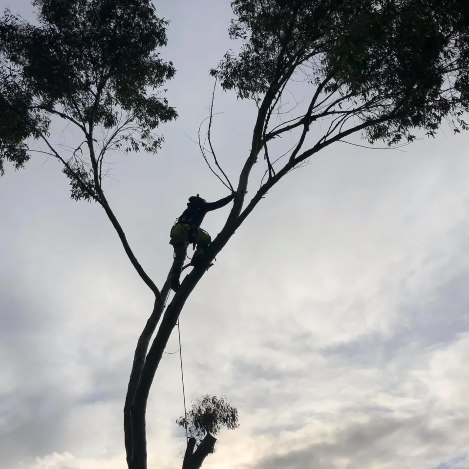 Tree Removal - Arborist