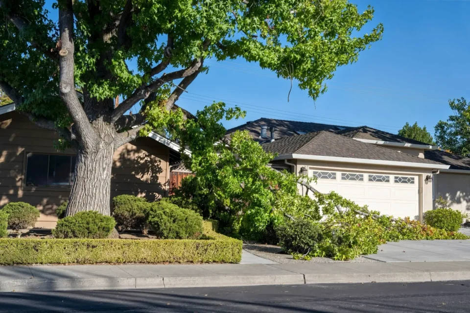 Tree Cleaning - Removal