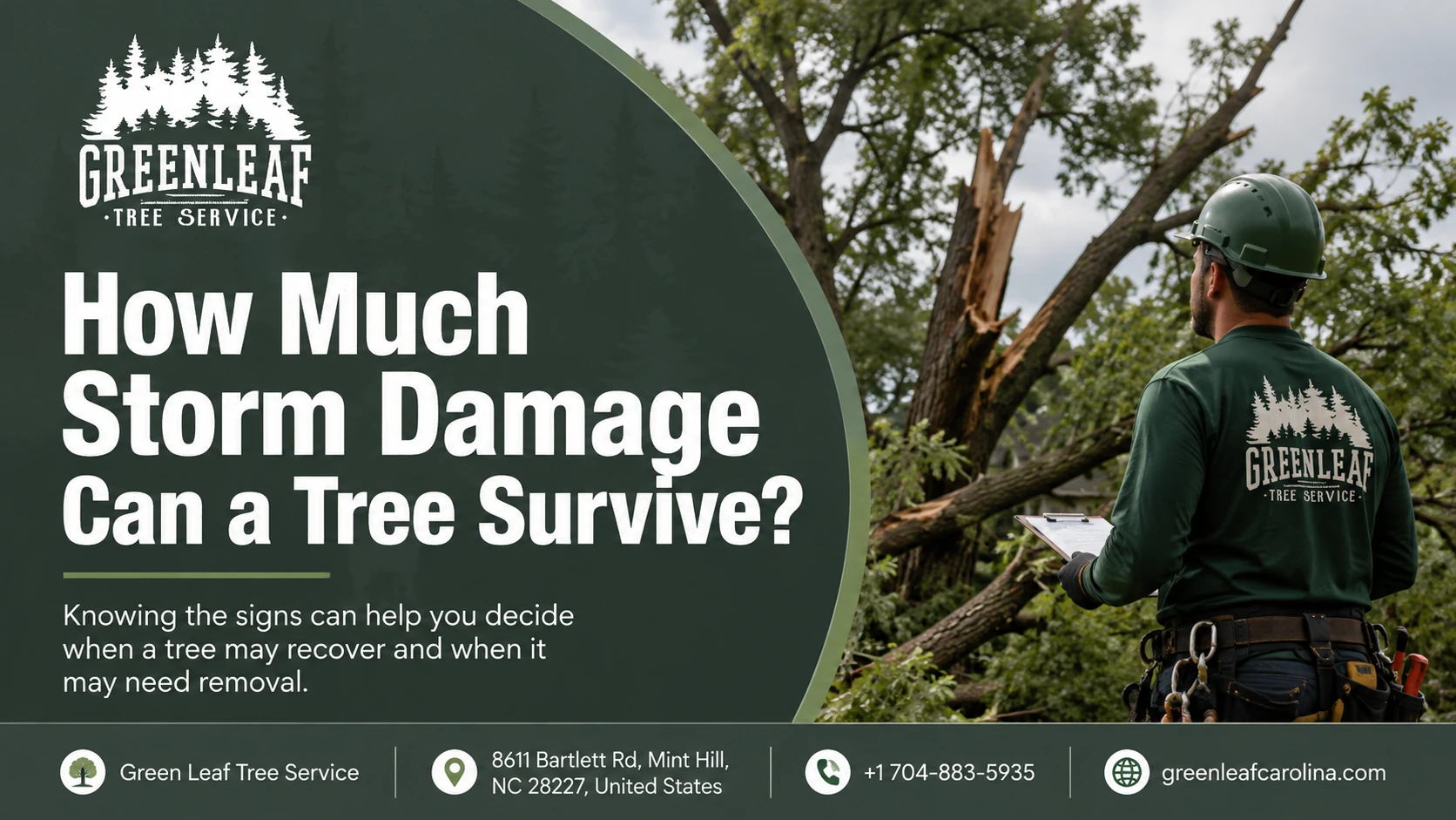 How Much Storm Damage Can a Tree Survive?