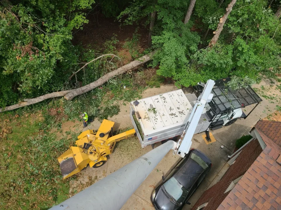 Green Leaf Services Tree Removal - Clean Up