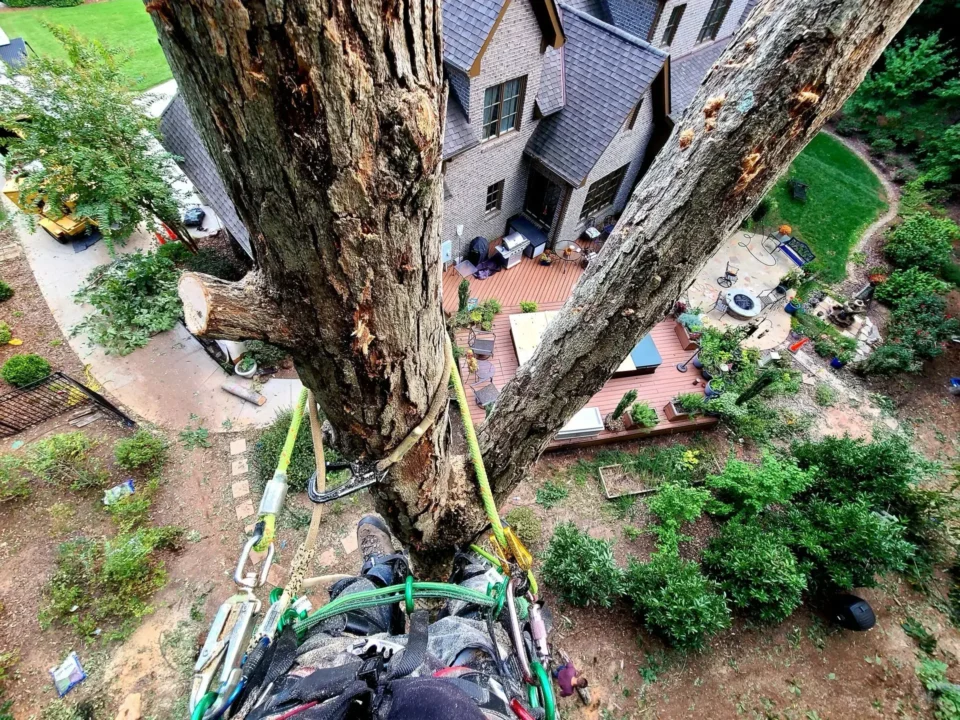 Green Leaf Services Tree Removal