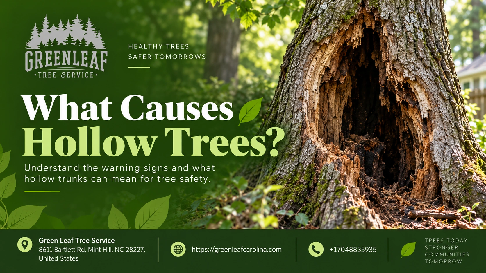 what causes hollow trees