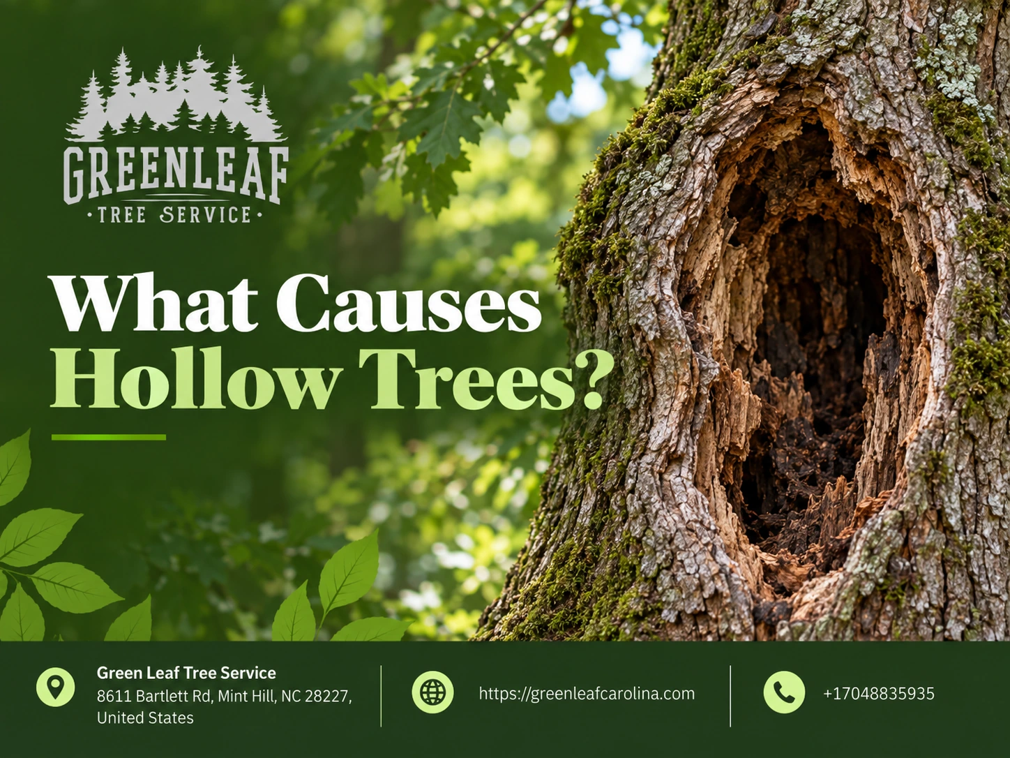 what causes hollow trees